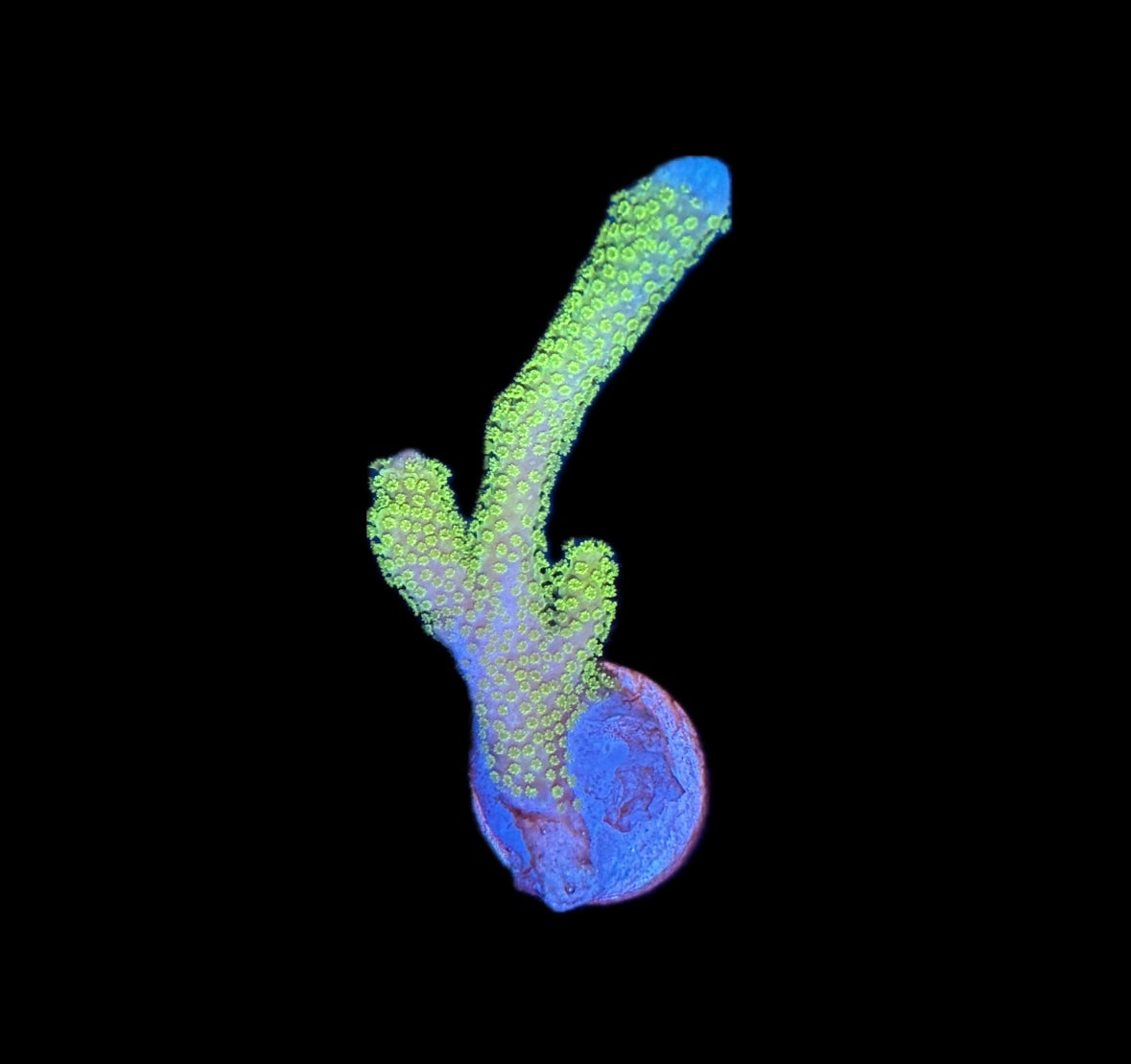 WYSIWYG Green Digitata 2.5"
