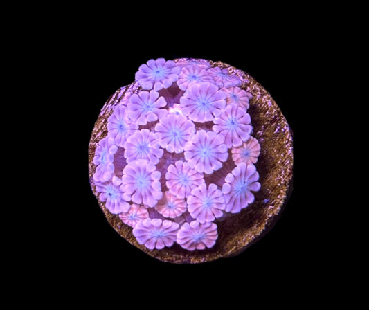 WYSIWYG Pink Alveopora 1.5" (WOW!)