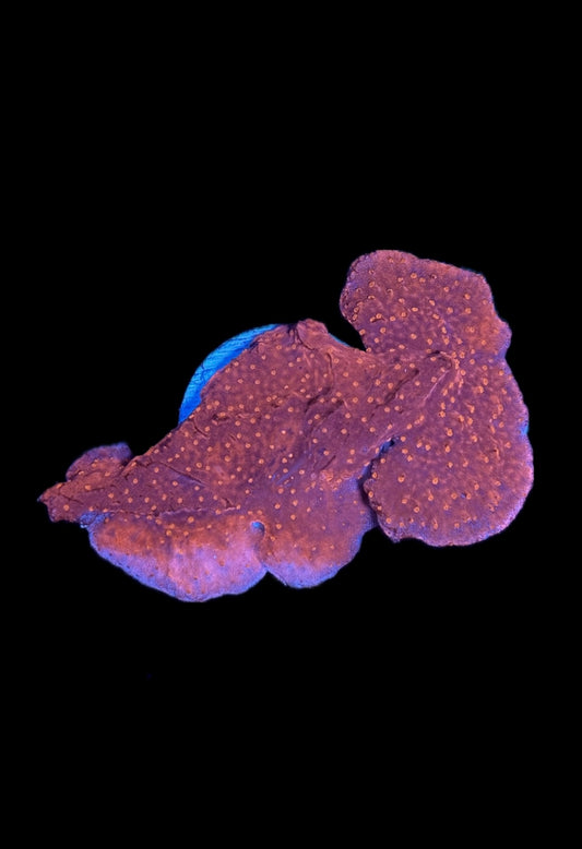 WYSIWYG Red Montipora 3"
