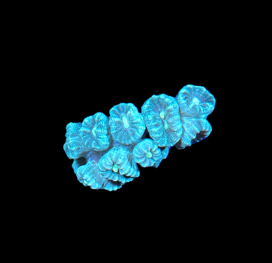 WYSIWYG Blue/Teal Candy Cane Colony 3"