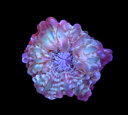 WYSIWYG Rainbow Cynarina 3"