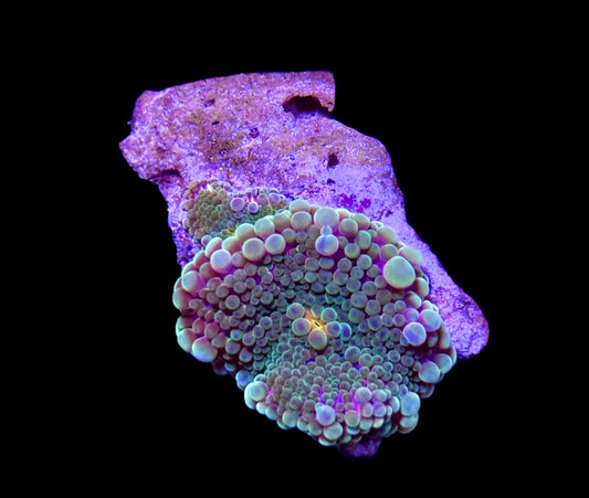 WYSIWYG Rainbow Yuma Mushroom 1" (With Baby)
