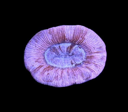 WYSIWYG True Pink Trachyphyllia 2"