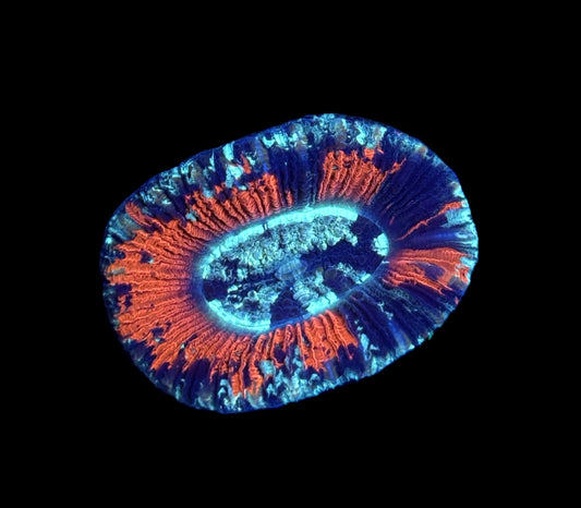 WYSIWYG Ultra Rainbow Trachyphyllia 1.5"