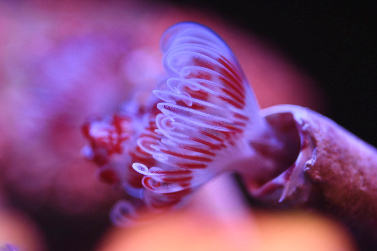 WYSIWYG CoCo Tube Worm 3"