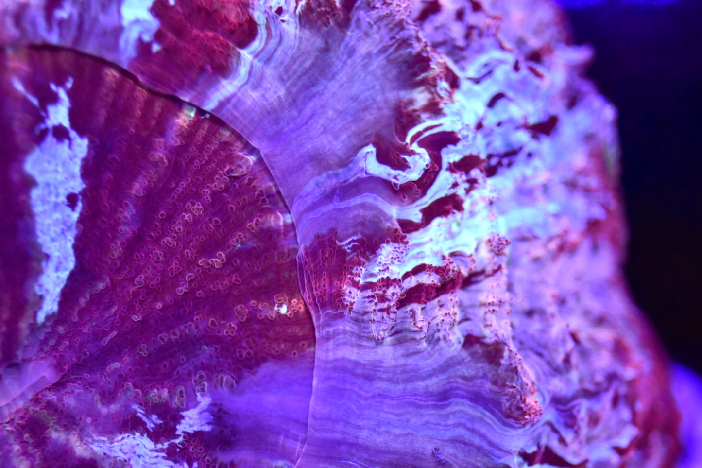 WYSIWYG XXL Rainbow Berry Acanthophyllia 6" (WOW!)