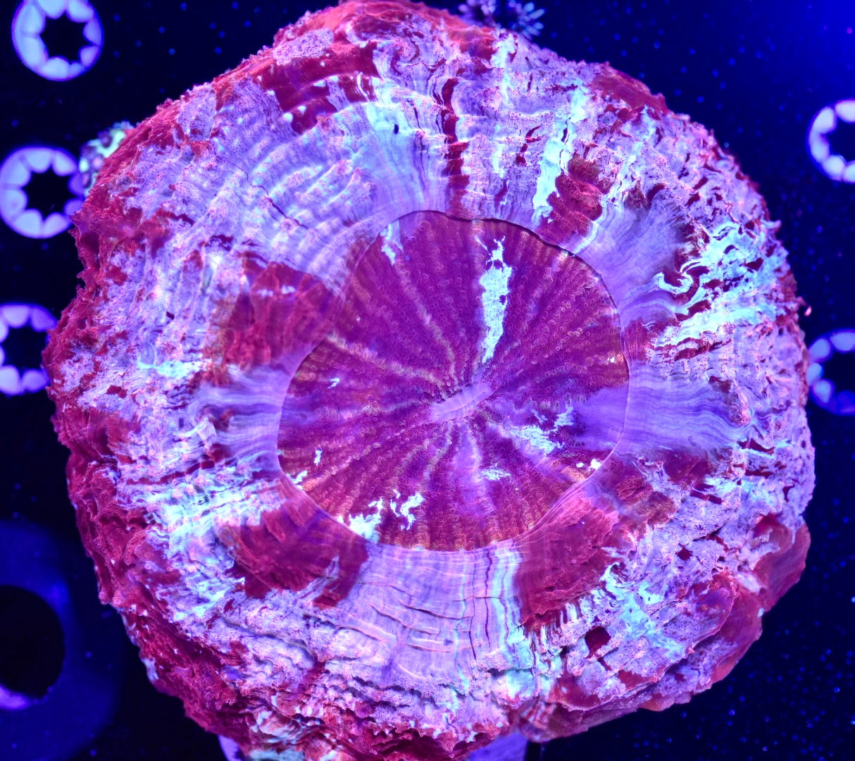 WYSIWYG XXL Rainbow Berry Acanthophyllia 6" (WOW!)