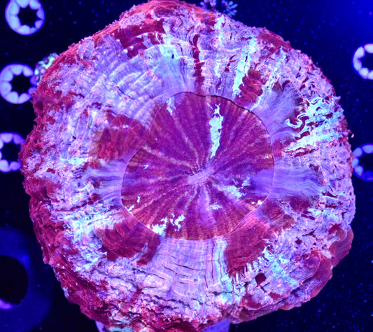 WYSIWYG XXL Rainbow Berry Acanthophyllia 6" (WOW!)