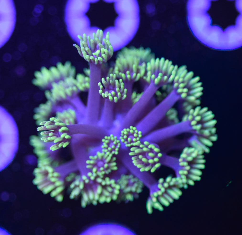 WYSIWYG Dark Matter Goniopora 1.5" (UNIQUE!)