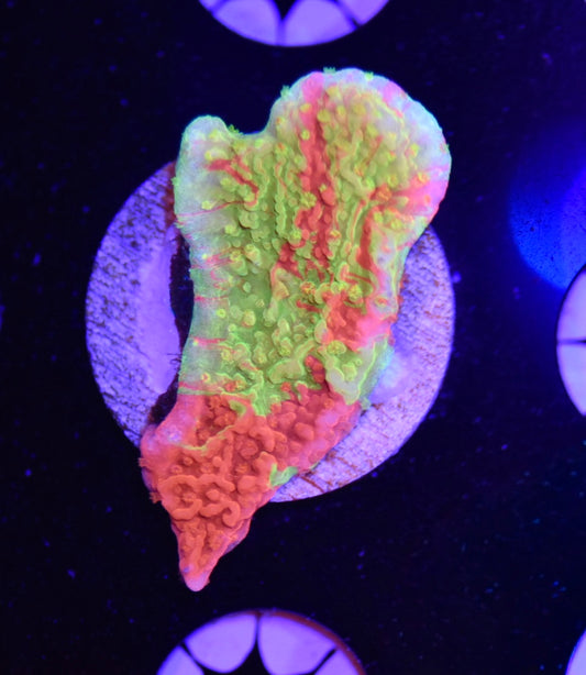 WYSIWYG TSA Nuclear Fusion Montipora 1"