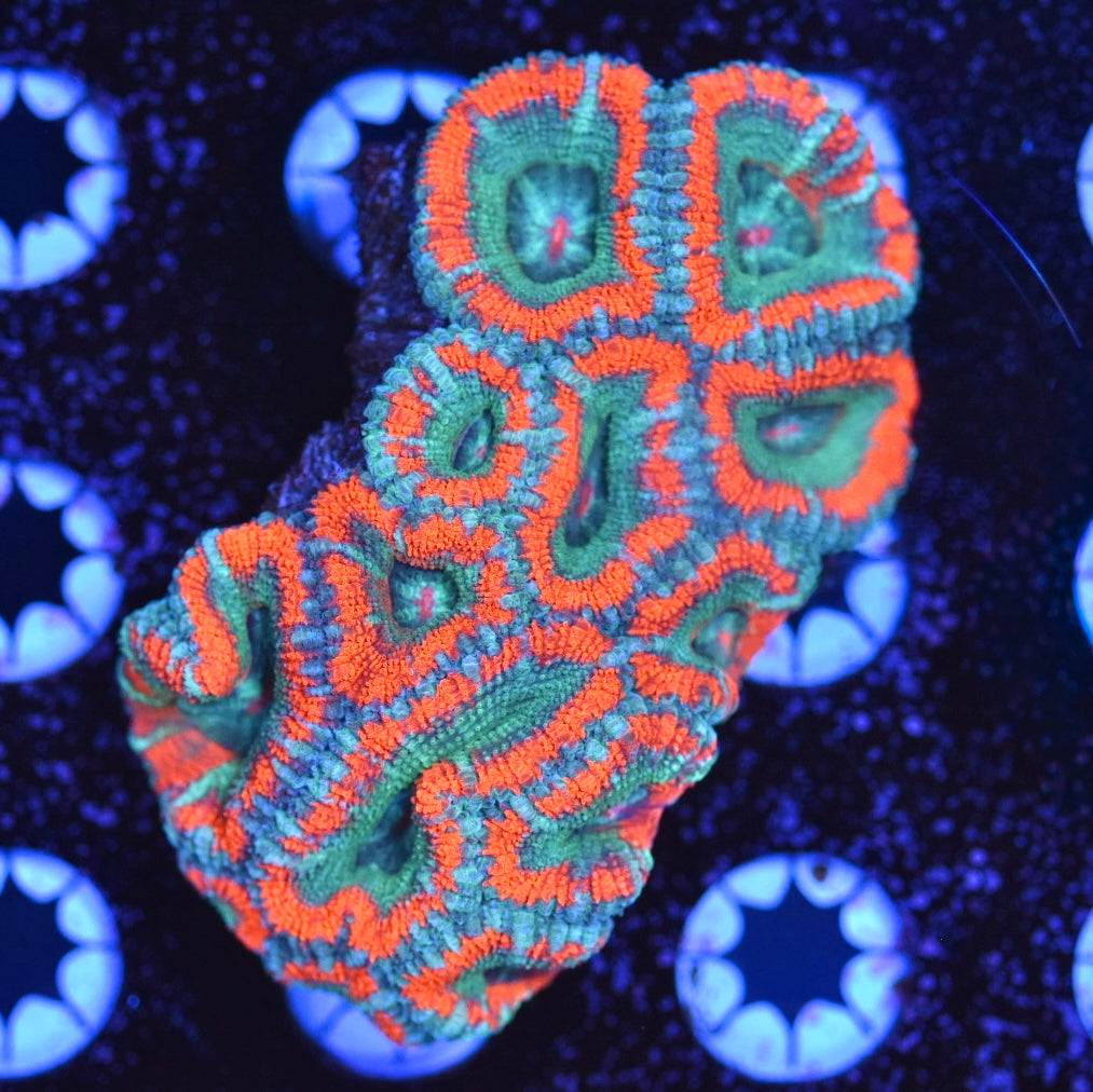 WYSIWYG Rainbow Acan Colony 3.5" (BRIGHT!)