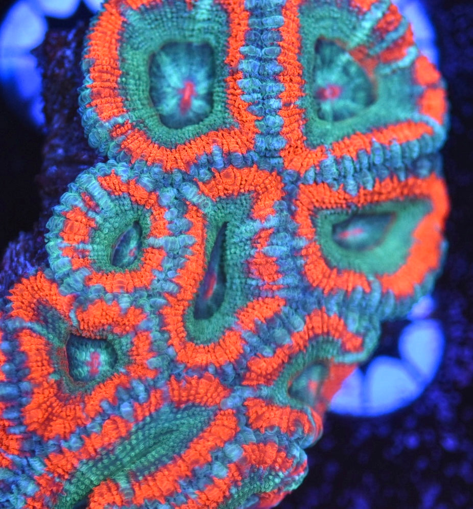 WYSIWYG Rainbow Acan Colony 3.5" (BRIGHT!)