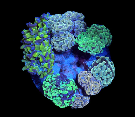 WYSIWYG Mixed Hammer Colony 4.5" (WOW!)
