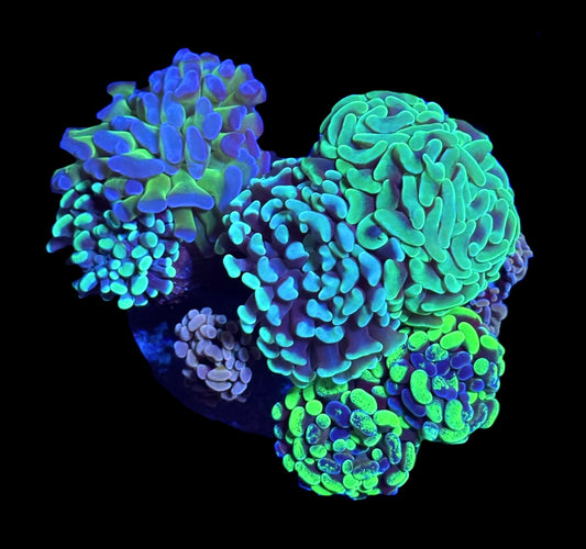 WYSIWYG Mixed Hammer Colony 4" (WOW!)