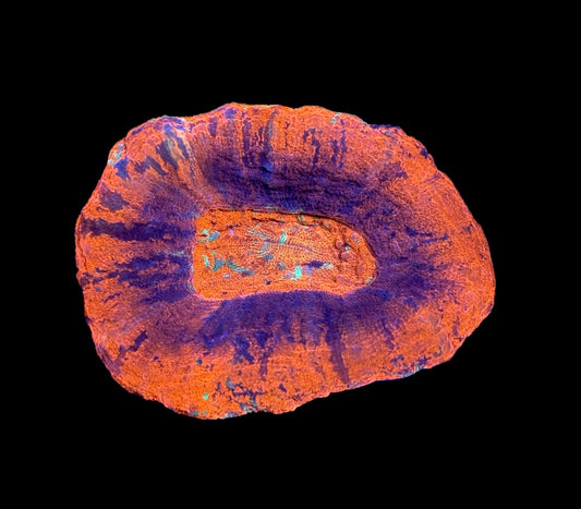 WYSIWYG Ultra Red UFO Scolymia 3" (INSANE!)