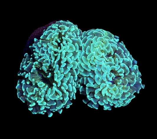 WYSIWYG Teal and Gold Honeycomb Hammer Colony 5.5" (WOW!)