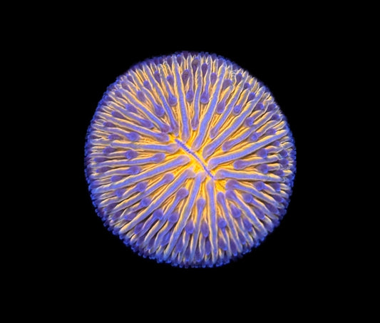 WYSIWYG Orange Helmet Fungia Plate 1"