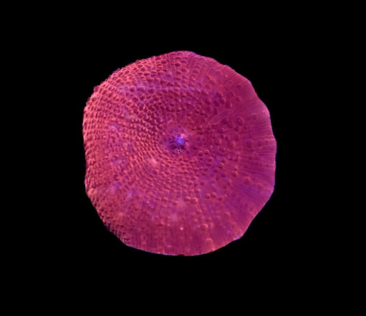 WYSIWYG Red Discosuma Mushroom 2"