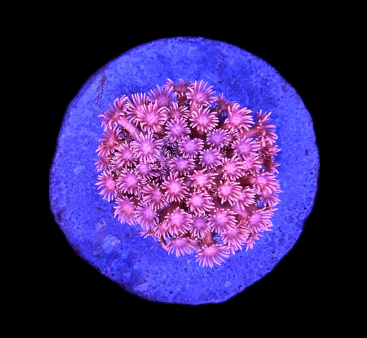 WYSIWYG Hot Pink Goniopora Colony 3.5"