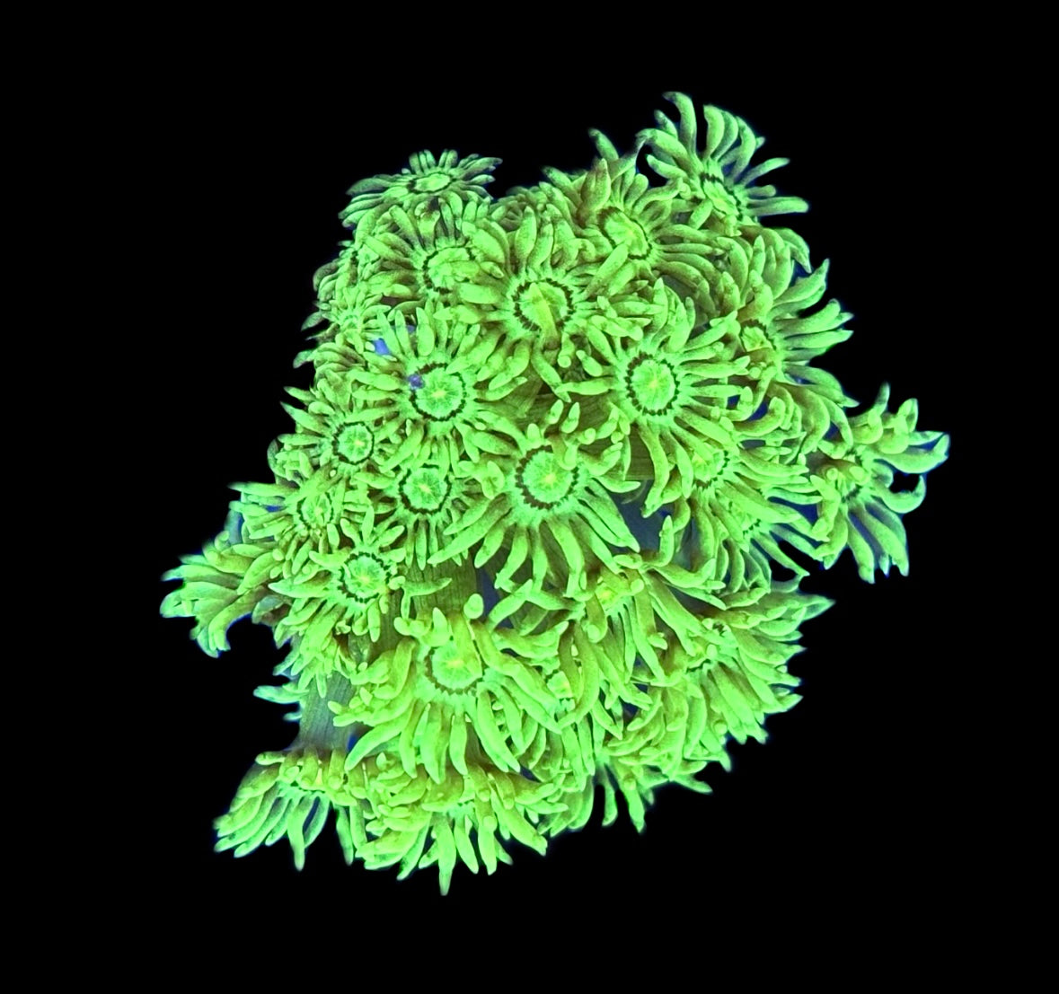 WYSIWYG Toxic Neon Green Goniopora Colony 2.5" (BRIGHT!)
