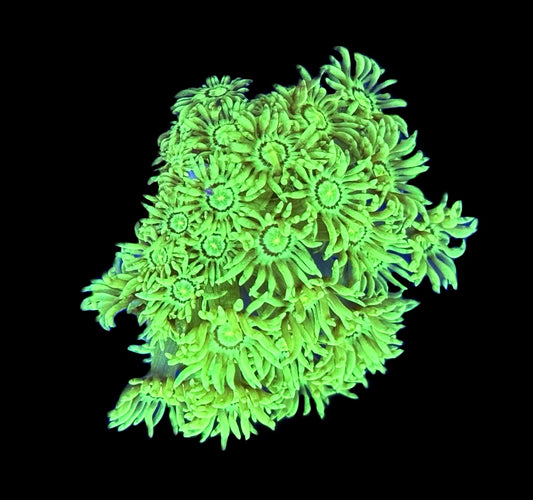 WYSIWYG Toxic Neon Green Goniopora Colony 2.5" (BRIGHT!)
