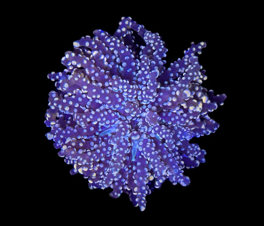 WYSIWYG Purple and Gold Octospawn 3"