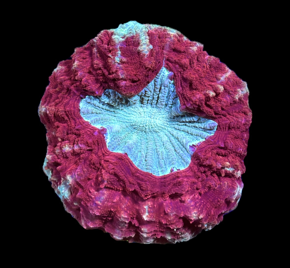 WYSIWYG Ultra Rainbow Acanthophyllia 5"