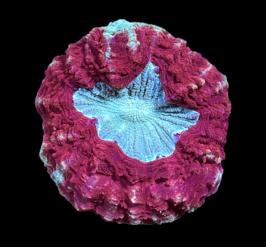WYSIWYG Ultra Rainbow Acanthophyllia 5"
