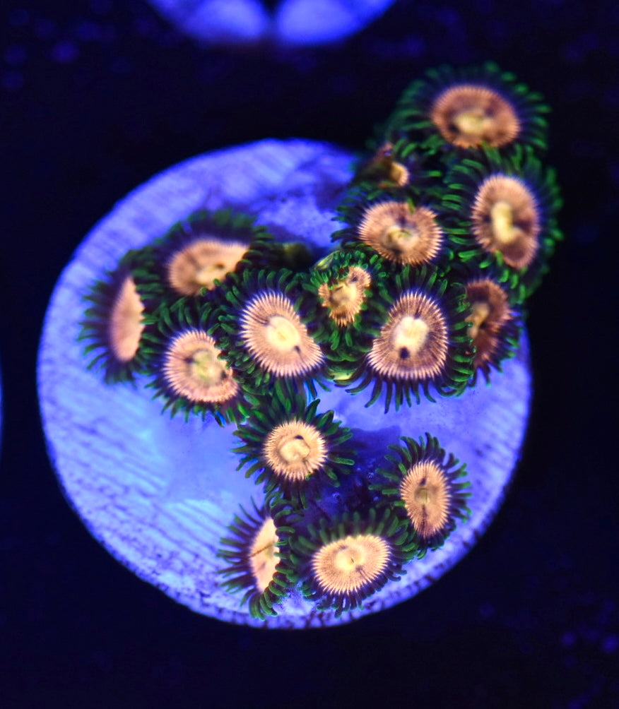 WYSIWYG Golden Goddess Zoanthids
