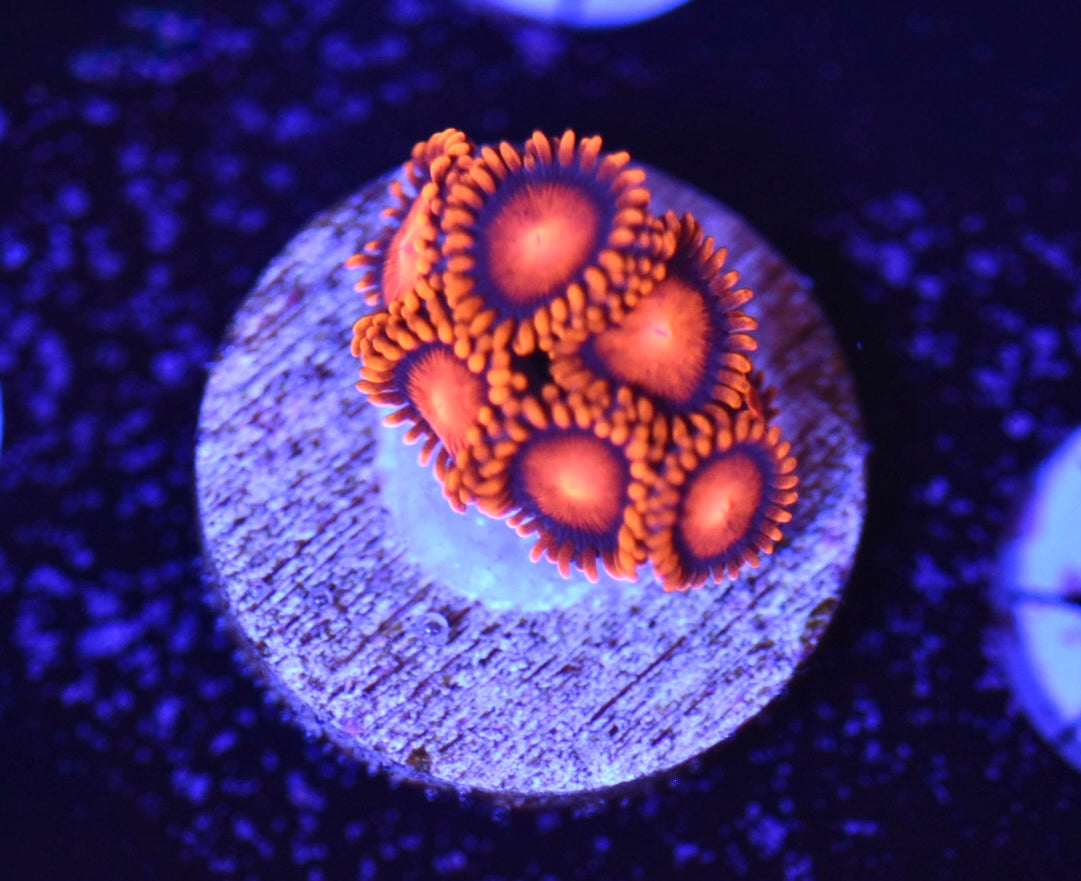 WYSIWYG Orange Bam Bam Zoanthids