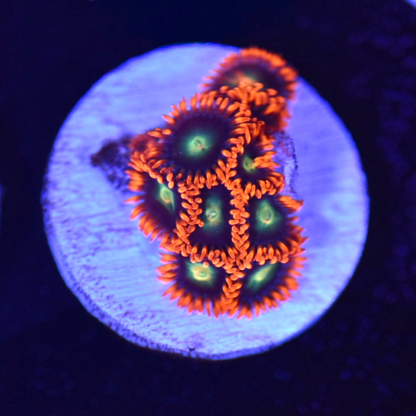 WYSIWYG Gatorade Zoanthids