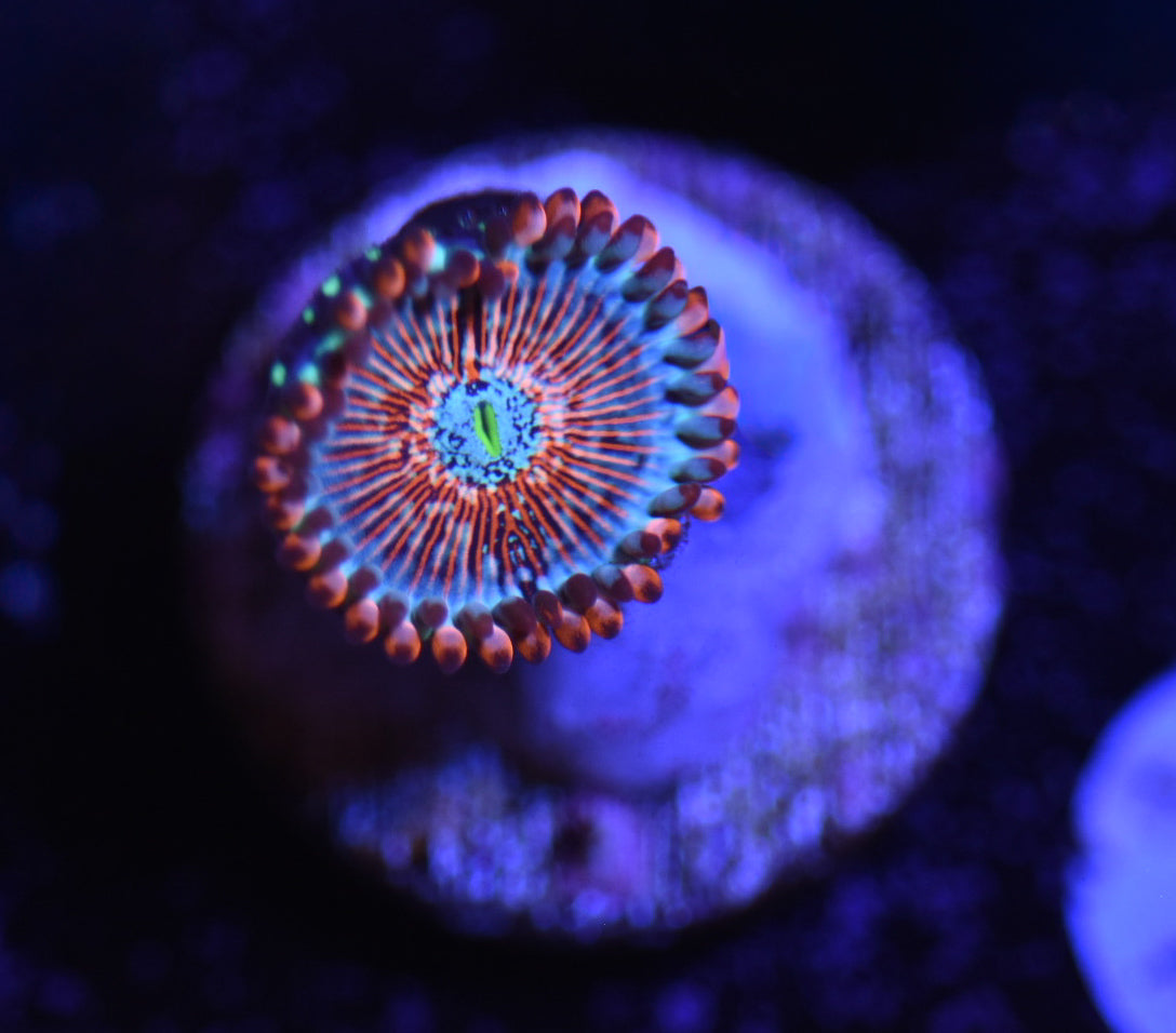 WYSIWYG White Zombie Zoanthid