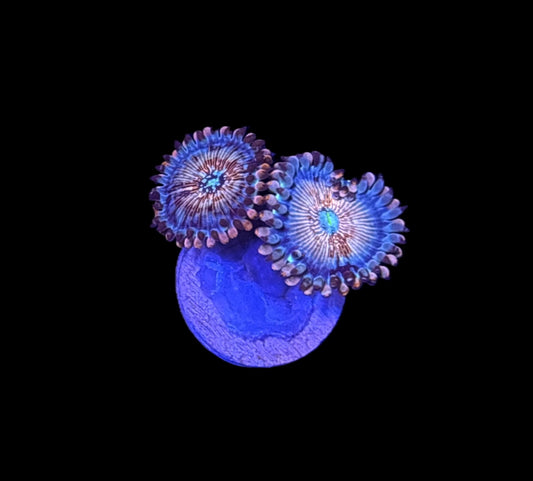 WYSIWYG White Zombie Zoanthids