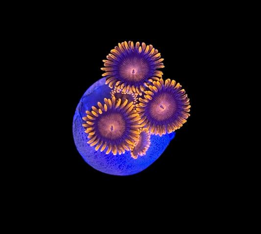 WYSIWYG Orange Bam Bam Zoanthids