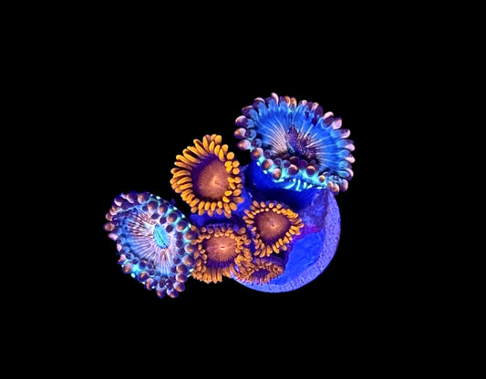 WYSIWYG Zoanthid Combo Frag