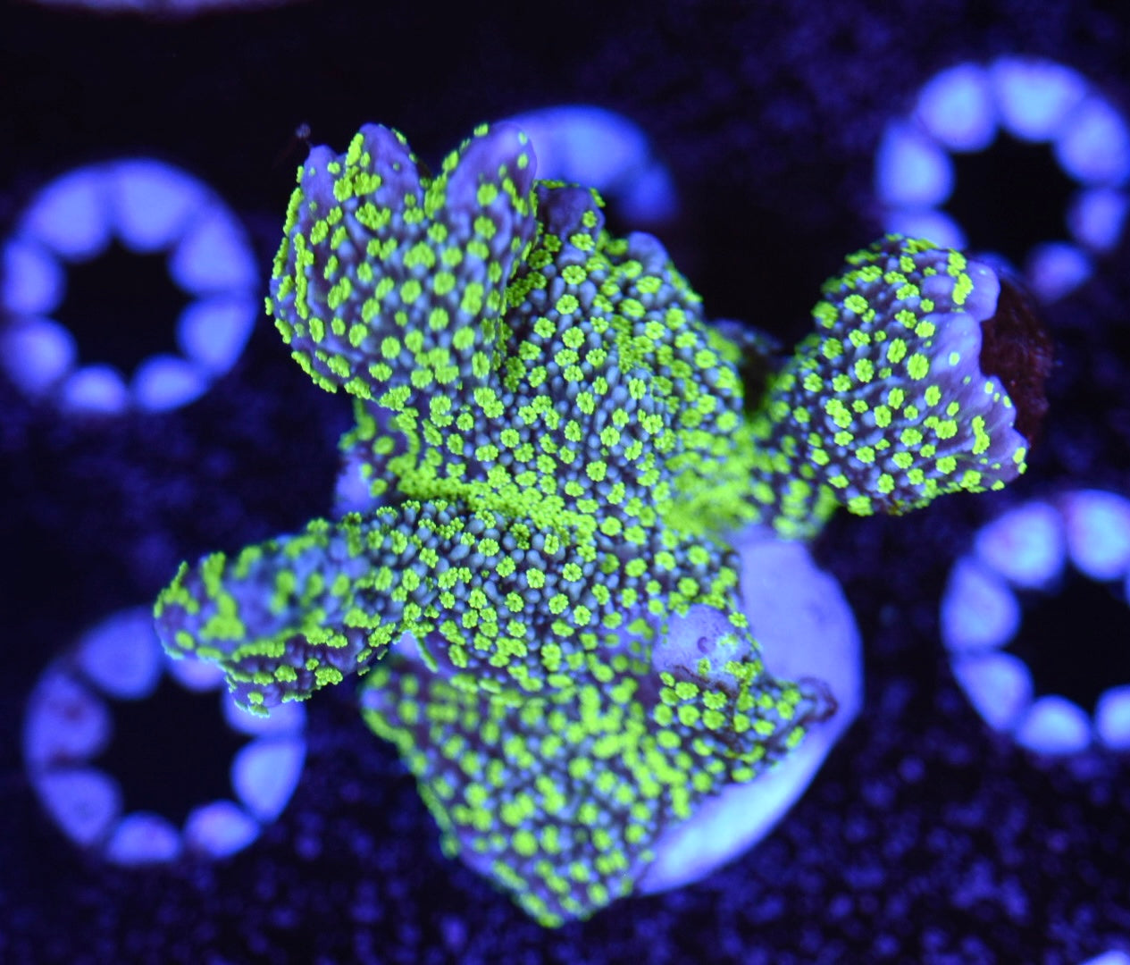 WYSIWYG Tubbs Stellata Montipora 2.5"