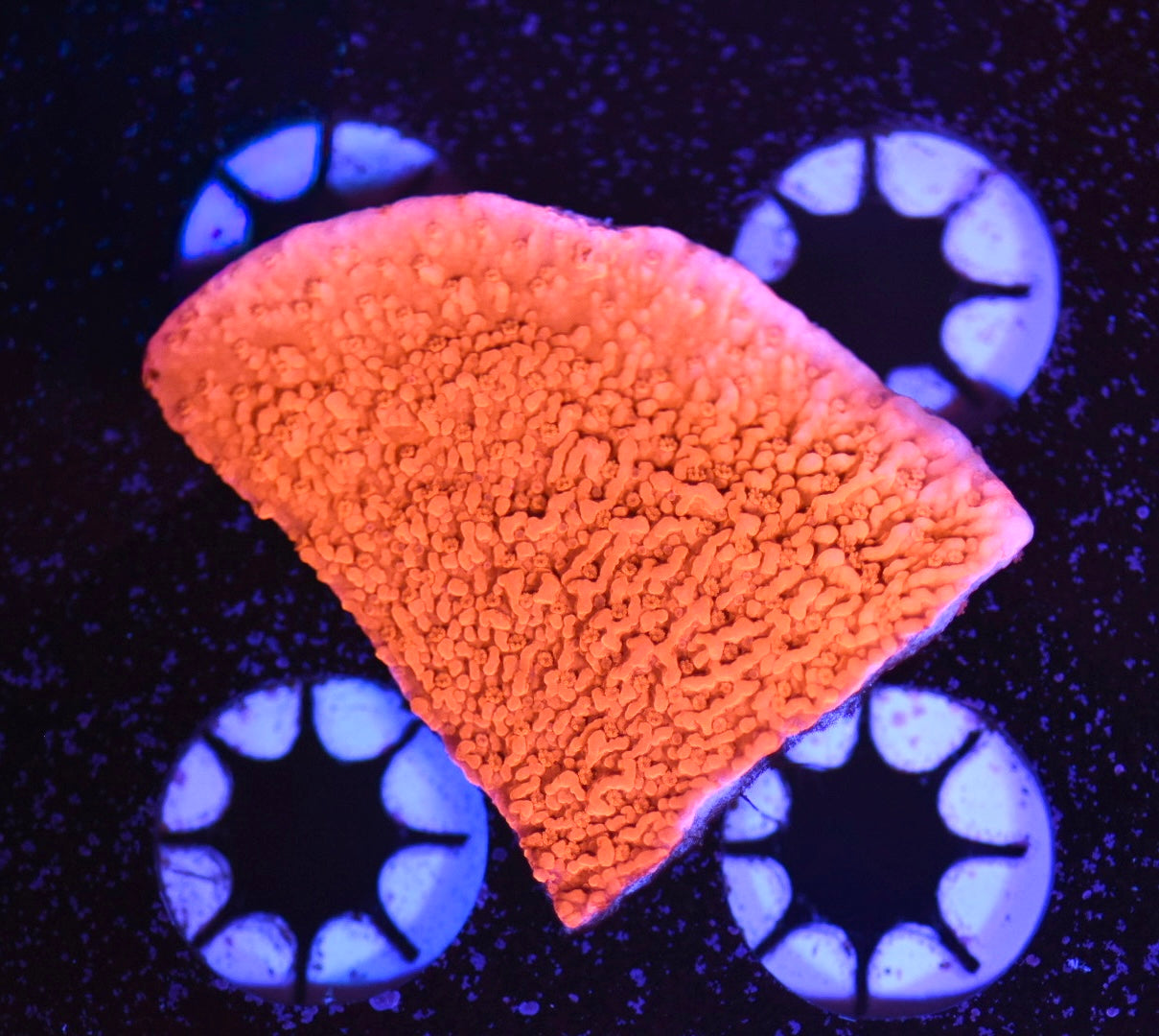 WYSIWYG Red Montipora 2"