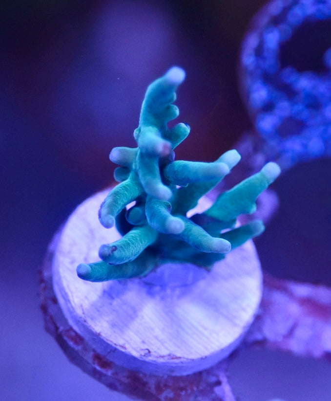 WYSIWYG Blue Hawkins Echinata Acropora 1.5"
