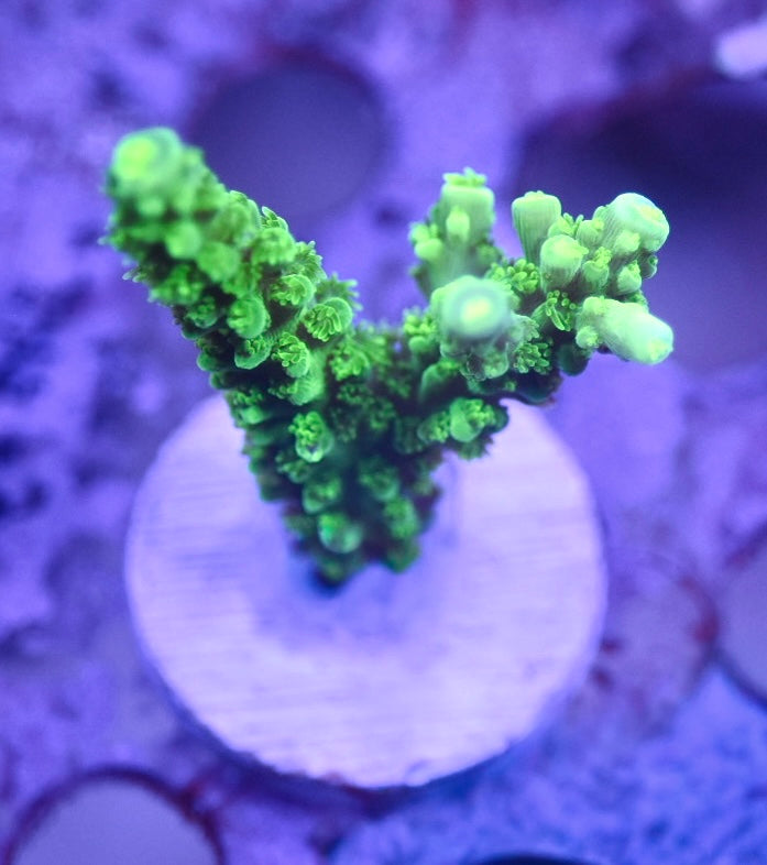 WYSIWYG Green Slimer Acropora 2"