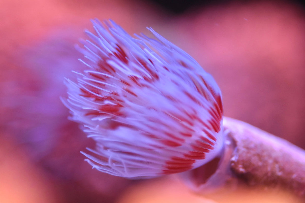 WYSIWYG CoCo Tube Worm 3"