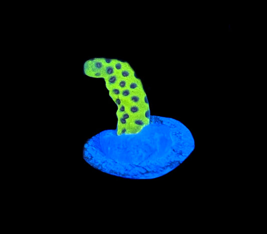 WYSIWYG Slimeball Montipora 0.5"