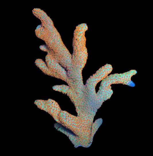 WYSIWYG XL Forest Fire Digitata Colony 4.5"