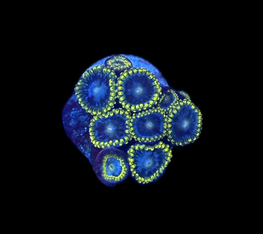 WYSIWYG Smurfette Zoanthids