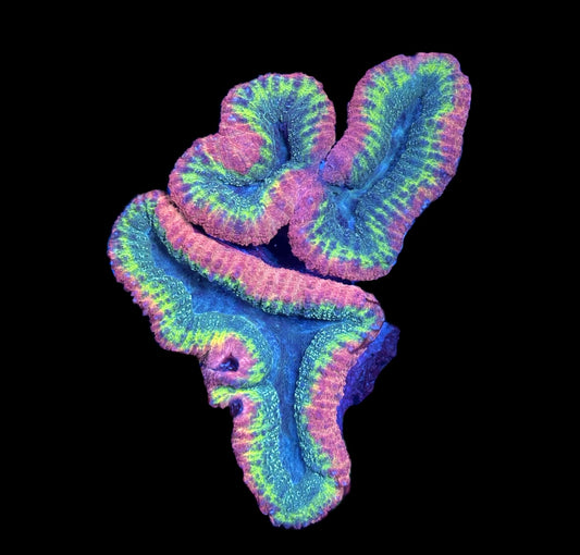 WYSIWYG XL Rainbow Lobophyllia Colony 6" (WOW!)