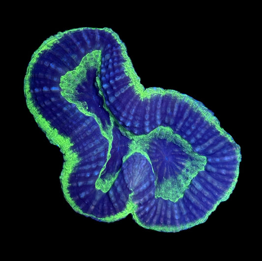 WYSIWYG UFO Lobophyllia 4" (WOW!)