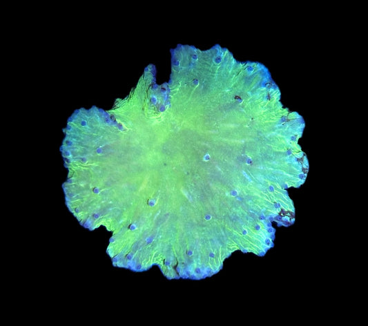 WYSIWYG Green Cabbage Leather 3"
