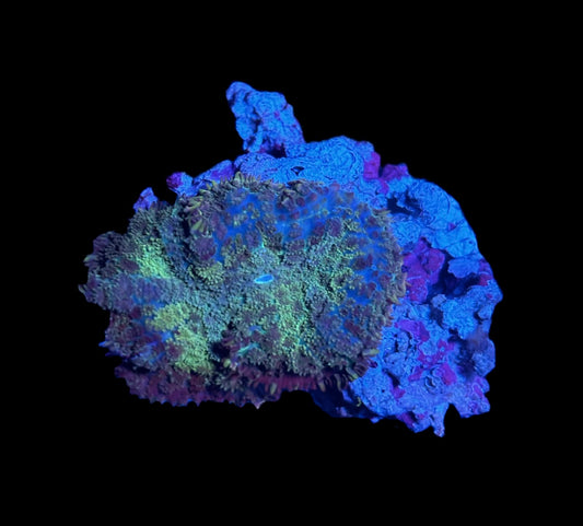 WYSIWYG Rainbow Rhodactis Mushroom 2"