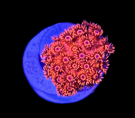 WYSIWYG Red Firestorm Goniopora 1" (BRIGHT!)