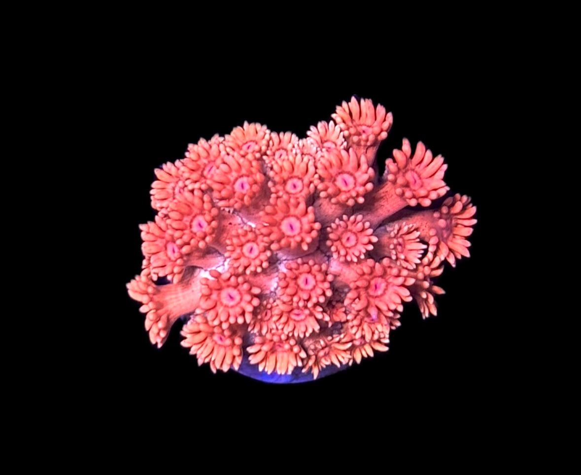 WYSIWYG Orange Tangerine Goniopora 1" (WOW!)