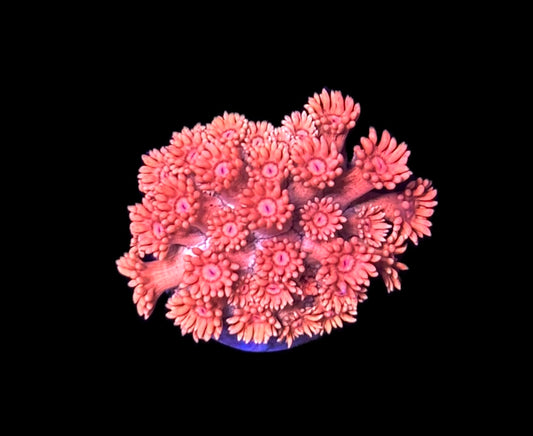 WYSIWYG Orange Tangerine Goniopora 1" (WOW!)